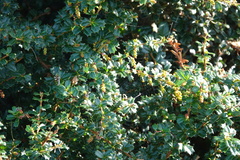 Berberis darwinii