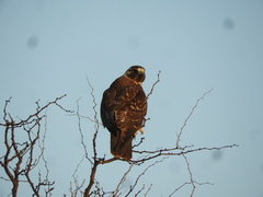 Geranoaetus polyosoma