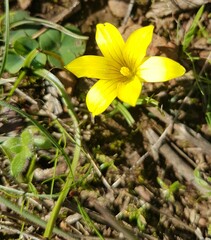 Moraea fugacissima