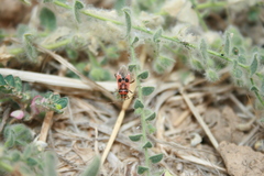 Corizus hyoscyami
