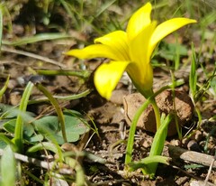 Moraea fugacissima