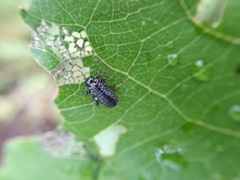 Chrysomela populi