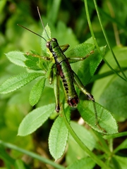 Odontopodisma schmidtii