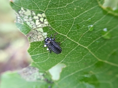 Chrysomela populi
