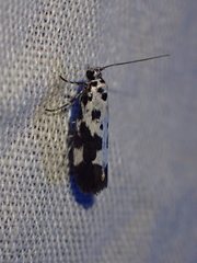Ethmia quadrillella