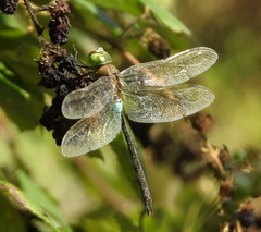 Anax parthenope