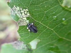 Chrysomela populi
