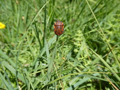 Graphosoma italicum