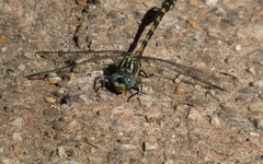 Onychogomphus uncatus