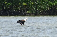 Haliaeetus vocifer