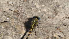 Onychogomphus uncatus