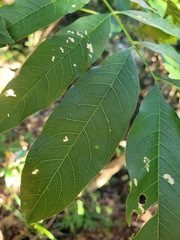 Sapindus mukorossi