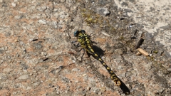 Onychogomphus uncatus