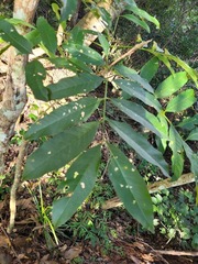 Sapindus mukorossi