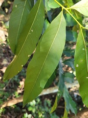 Sapindus mukorossi