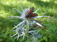 Zygaena