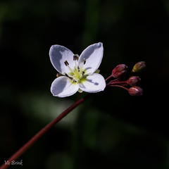 Heliophila meyeri