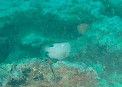 Dascyllus trimaculatus