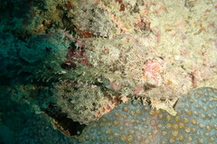Scorpaenopsis oxycephalus