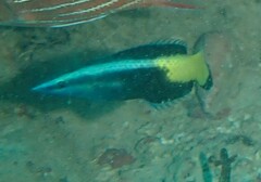 Labroides bicolor