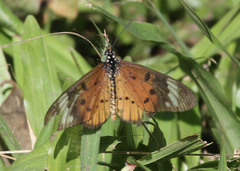 Acraea encedon