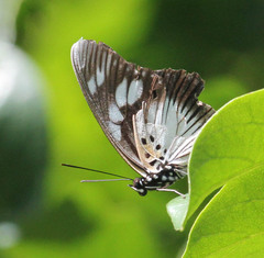 Pseudacraea lucretia