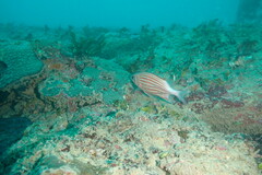 Sargocentron diadema