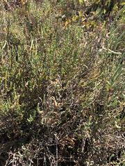 Arthrocaulon macrostachyum