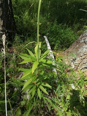Lilium martagon pilosiusculum