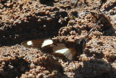 Hypolimnas misippus
