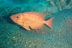 Priacanthus hamrur