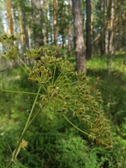 Heracleum sphondylium sibiricum
