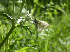 Pieris