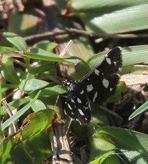 Bocchoris inspersalis