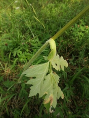 Heracleum sphondylium sibiricum