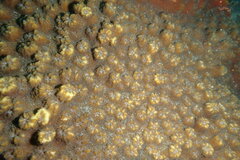 Echinopora hirsutissima