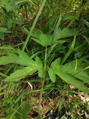 Heracleum sphondylium sibiricum