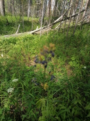 Polemonium caeruleum