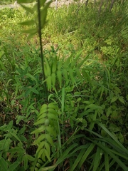 Polemonium caeruleum