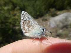Polyommatus