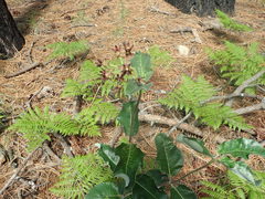 Asclepias hypoleuca