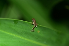 Kurixalus idiootocus