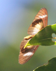 Acraea aganice
