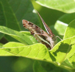Eurytela hiarbas