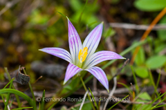 Romulea ramiflora ramiflora