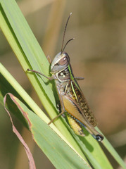 Eyprepocnemidinae