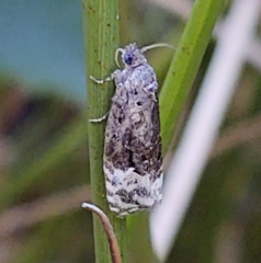 Apotomis betuletana