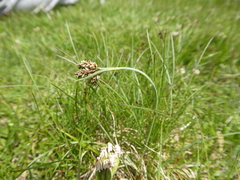Carex bicolor