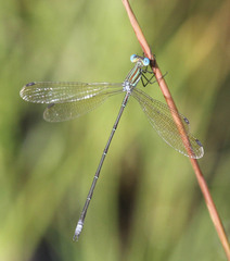 Lestes virgatus