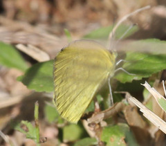 Eurema brigitta